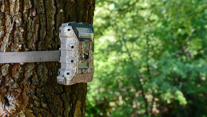 A Trail Camera Knows